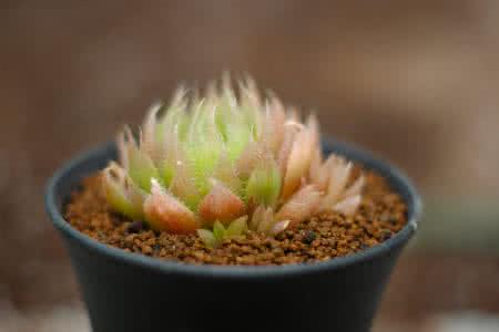 ⶭӢְ