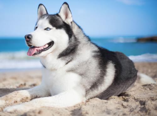 ŷ»׼202111ʱִӢŷЭ